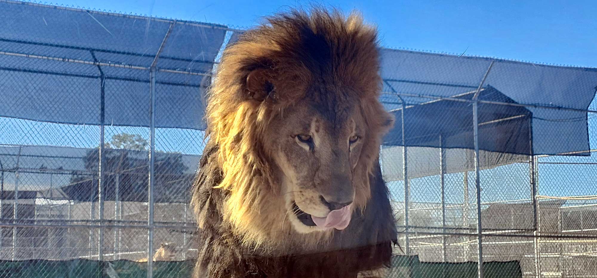 Lion Habitat Ranch - LasVegasLocalsReviews.com