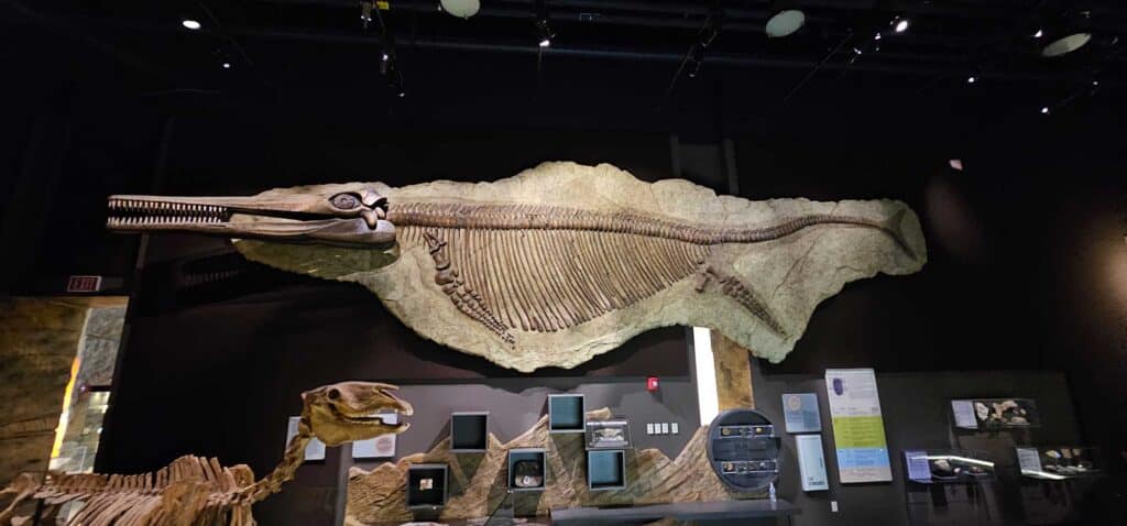 Nevada State Museum Fossil